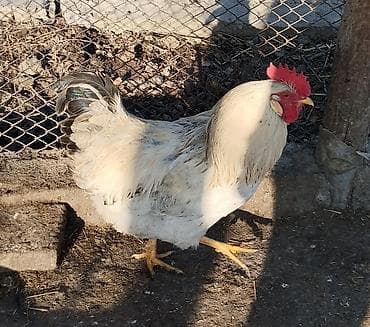 ящик ош: Сатам | Короздор | Суссекс | Көбөйтүү үчүн — 2