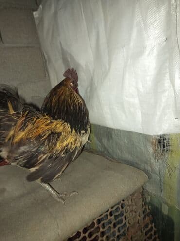куры инкубатор: Продаю | Петух | Для разведения — 3