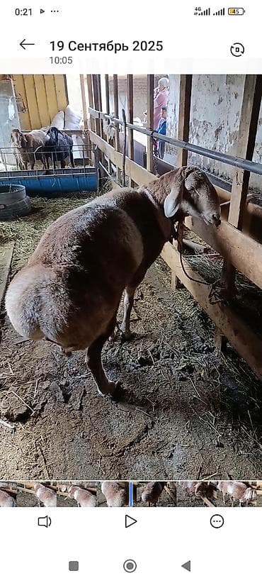 Аквариумдар: Сатам | Кочкор (эркек) | Арашан | Көбөйтүү үчүн | Асыл тукумдуу — 4