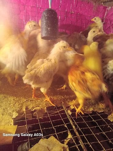 бройлер яйцо: Продаю | Цыплята | Бройлерная | На забой — 2