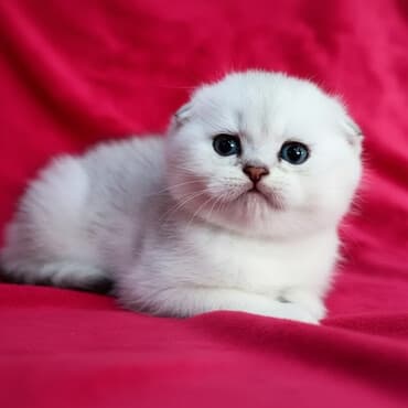 Скотиш Фолд (Шотландская вислоухая), 2 месяца, Мальчик, Серебристая шиншилла