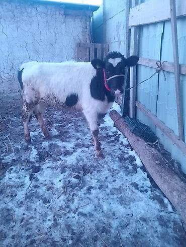талас ат: Продаю | Музоо, торпок | Голштин | На откорм | Привязанные — 3