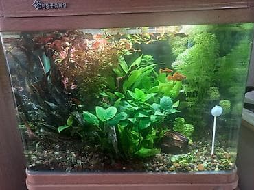 Другие животные: Продам два аквариума на 300 и 100 литров со всем содержимым и — 4