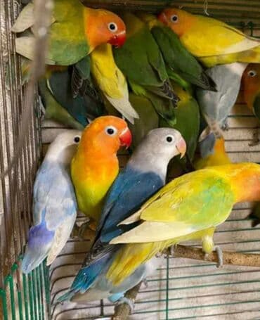 домашняя курица бишкек: Попугаи Неразлучники есть массковыеФишера,и розовощекие. Так же и — 4