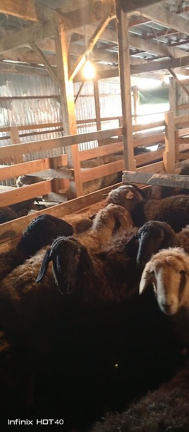 ургачы ит: Сатам | Кочкор (эркек) | Союуга — 9