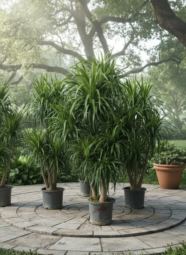 Комнатные декоративные растения в горшках — крупные, пышные экземпляры