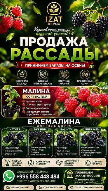 Ежевика Оптом