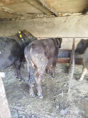 кулак тай: Продаю | Бык (самец) | На откорм | Привязанные — 1