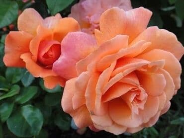 Садовые инструменты и инвентарь: Саженцы цветка: Розы — 6