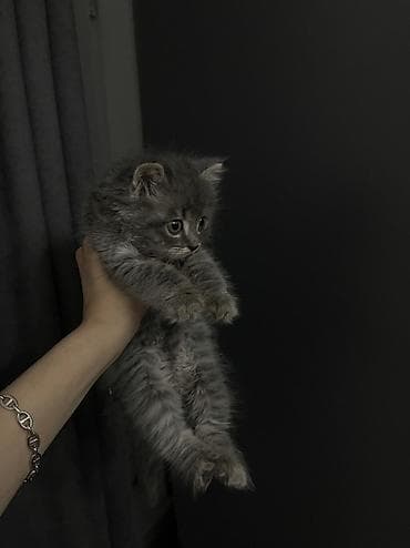 Мышыктар: Шотландская прямоухая Скоттиш Страйт (серо‑дымчатый окрас, мягкая — 2