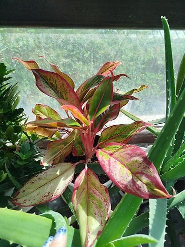 аптечка: Комнатные растения в горшках от 300-1000 1) Алоэ вера (крупные — 10