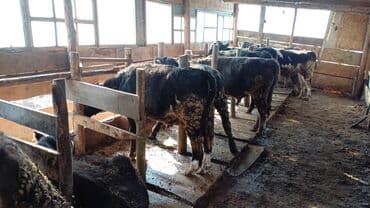 французкий бульдог цена: Продаю | Бык (самец) | На откорм | Привязанные — 1