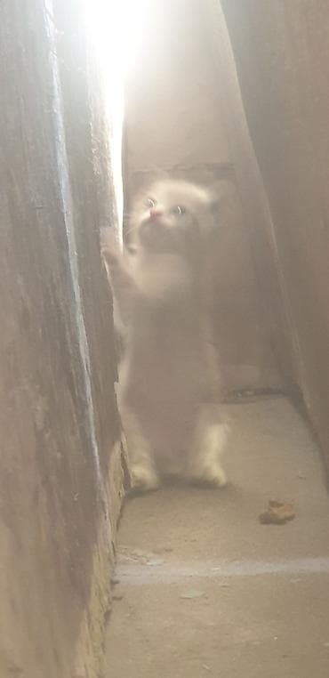 кошка шотланская: Котята, домашние мурлыки одна штука 100сом приучены милый - Порода — 2