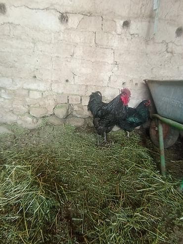 гуси яйцо: Продаю | Куры | Для разведения — 3