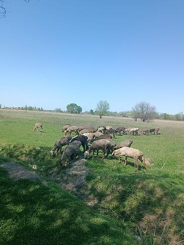 баранина живой: Продаю | Баран (самец) | Для разведения | Ярка — 3