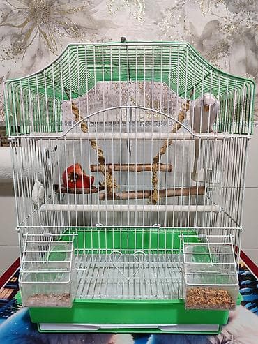 Аквариумдар: Клетка и волнистый попугай белого цвета (самка),спокойный не шумитне — 1