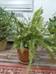 гидропоника купить: Папоротники — 2