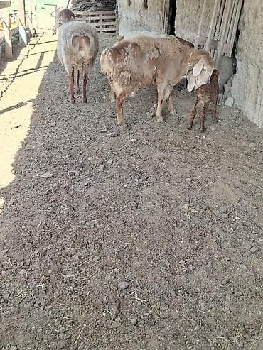 утки цена: Продаю | Овца (самка) | Для разведения | Матка — 3