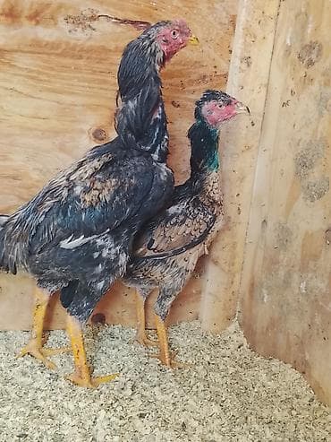 прием пластиковых ящиков: Продаю | Куры | Бойцовая | Для разведения — 5