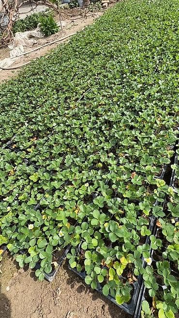 для полива: Рассада садовой земляники (клубники) в кассетах. - Формат: кассетная — 1