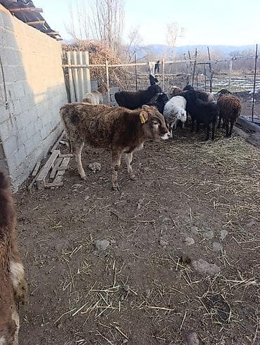 собака пастух: На продажу: молодняк сельскохозяйственных животных. - Телята — 5