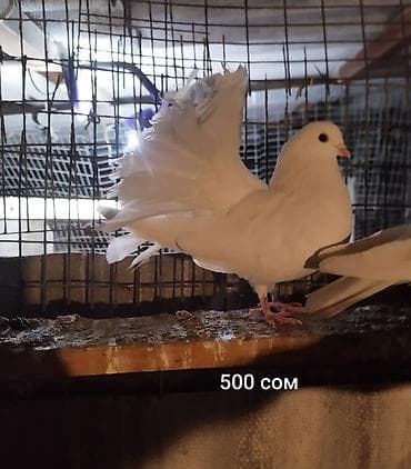 охотичий собака спаниель: Голуби разных мастей и окрасов. - Серо-рыжий с иризацией на шее – 300 — 6