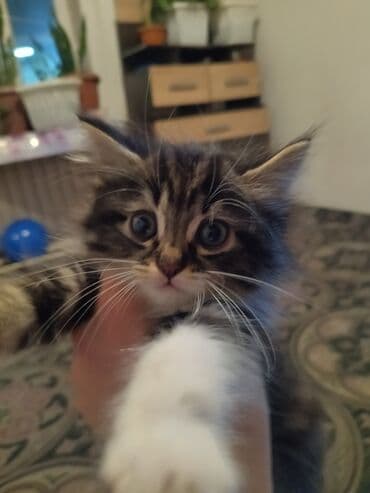 нашли белый кот: Беспородная, 1 месяц, Мальчик, Шоколадный, С прививками, Приучена к лотку — 4