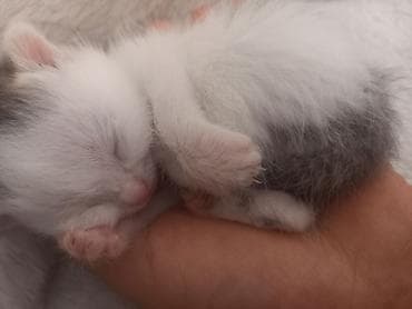 Мышыктар: Котёнок, возраст примерно 1–2 недели. Окрас белый с серыми пятнышками — 3