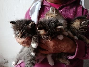 малинкий кошка: Котята, пушистые тигрята с белыми «носочками» и мягкими лапками — 8