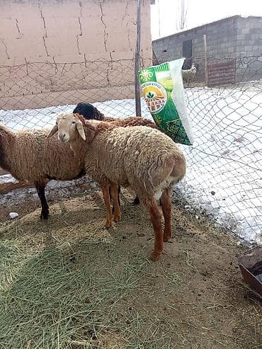 Продаю | Овца (самка) | Для разведения | Матка