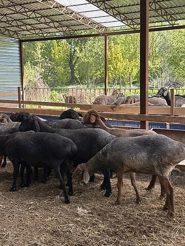 птицы бишкек: Продаю | Овца (самка) | Для разведения | Племенные — 2