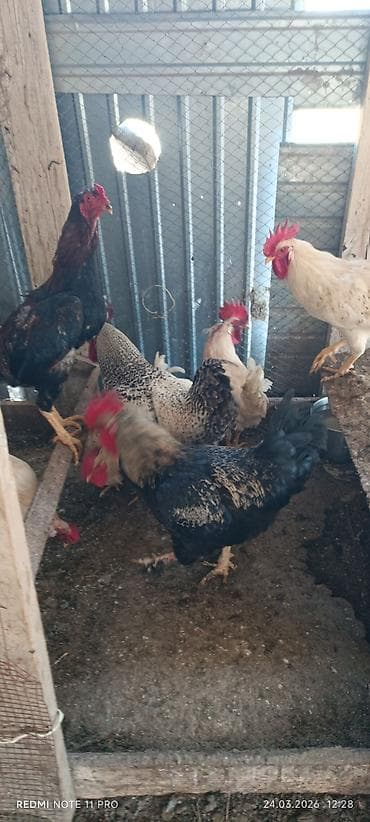 кошки сиамские: Продаю | Петух | Для разведения — 2