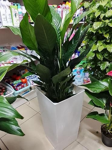 гулдор роза: Комнатные растения в горшках — подборка для дома и офиса: 1) Пахира — 7