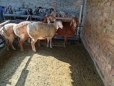 купить хряка на племя: Продаю | Овца (самка) | Для разведения | Племенные — 4