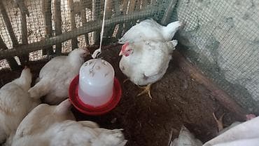 ак кой: Продаю | Куры | Бройлерная | На забой — 4