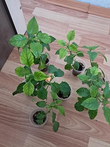 кой аштоо: Самовывоз — 4