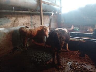 таза канду ат: Продаю | Бык (самец) — 5