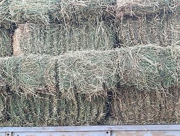 уй животных: Люцерна 1 Кост тюки плотные цена договорная+ доставка в наличии — 3