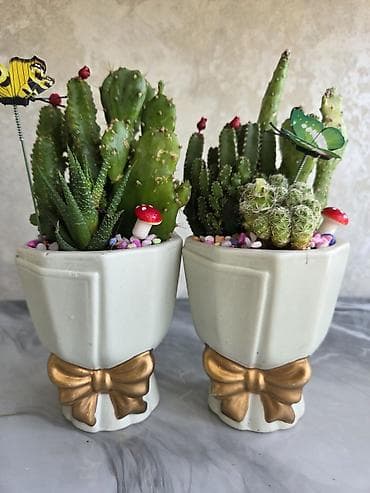 светы: Суккуленты и композиции из кактусов в керамических кашпо Описание: - — 2