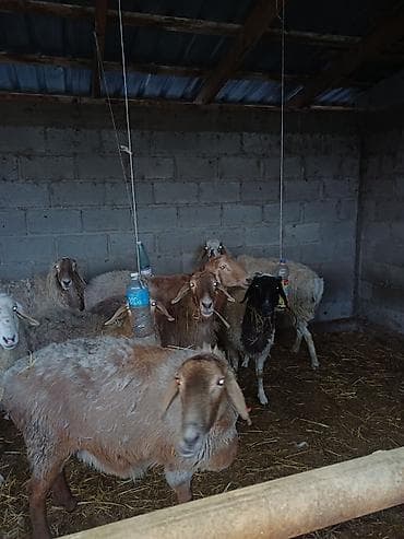 бык на мясо: Продаю | Овца (самка) | Для разведения | Матка — 2