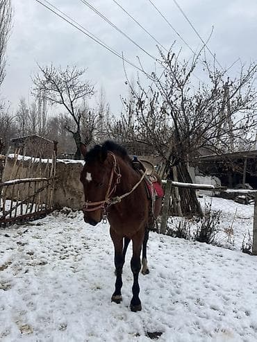 Продаю | Жеребец