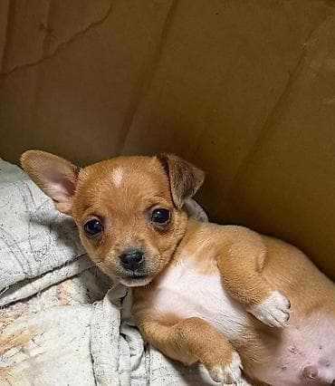 котята сфинкса: Щенки чихуахуа породы, рыже-палевого окраса. - Компактные — 3