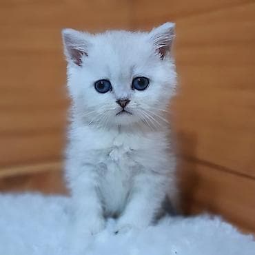 драбилка мини: Скотиш Страйт (Шотландская прямоухая), 2 месяца, Девочка, Серебристая шиншилла, Приучена к лотку, Проглистована — 3