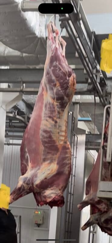 Эт сатылат топоз(инек), тай (байланбас) жаш мал Кара-кужур ооронунон