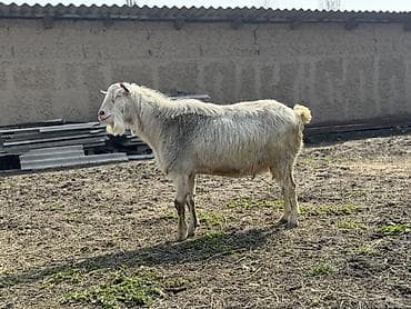 А/ч жаныбарлары үчүн тоюттар: Сатам | Теке (эркек) | Заанен | Көбөйтүү үчүн | Жасалма жол менен боозутуу — 6