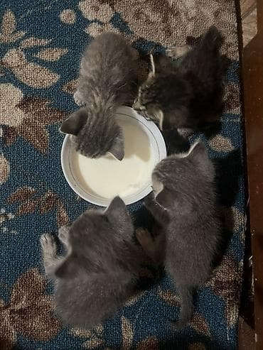 scottish fold: Котята, домашние. На фото — помёт из нескольких малышей серых и — 1