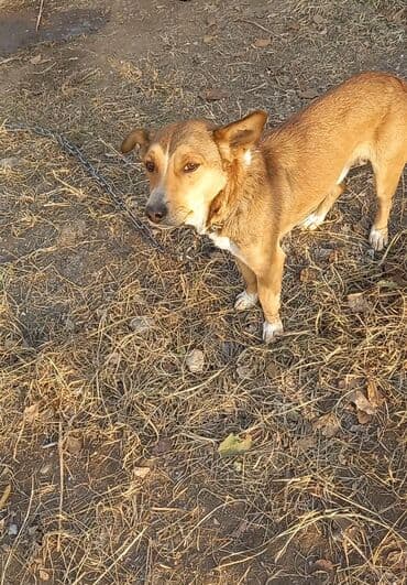 Рыбы: Собака даром: 3 года, Самец, С родословной — 1