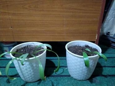 колоновидные саженцы: Сеянец авокадо в горшке - Молодое растение авокадо из косточки — 2