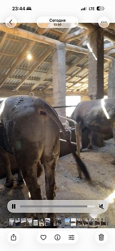 животные собаки: Продаю | Бык (самец) | Швицкая | На откорм | Привязанные — 2