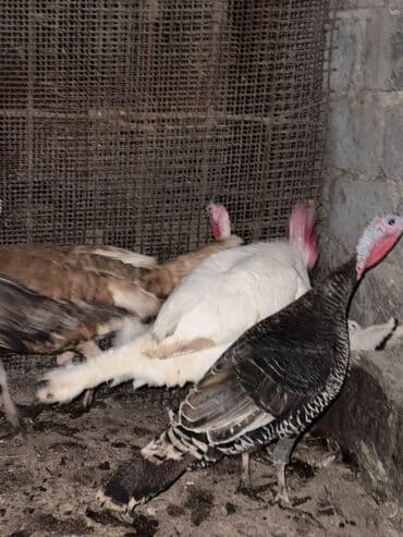 домик для котенка: Сатам | Короздор, Тооктор — 5